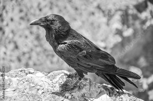 crow on the ground