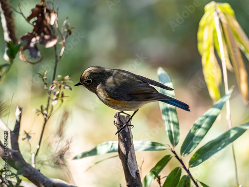 red-flanked bluetail songbird perched in a bush 9