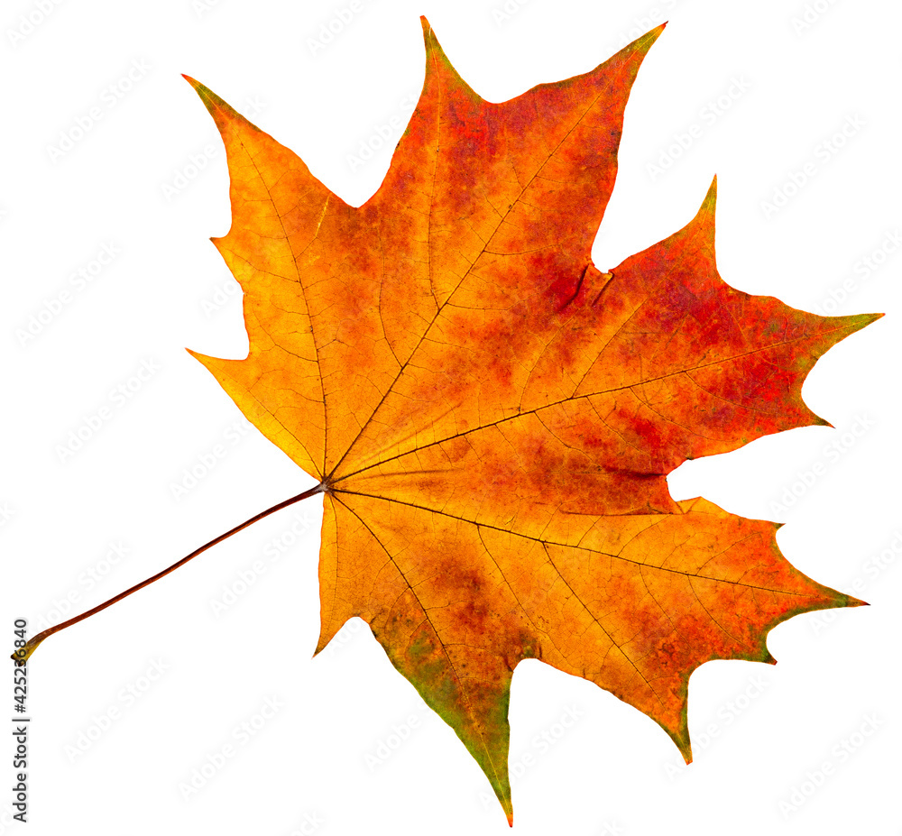 Fototapeta premium autumn leaves Isolation.