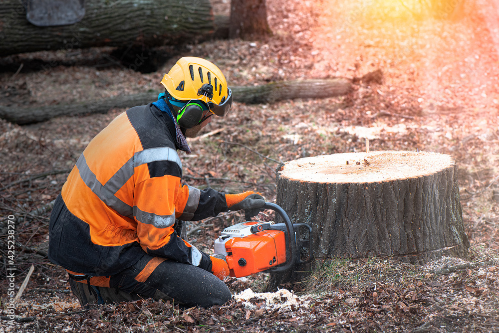 Lumberjack with chainsaw is shortening a stump of sawed linden tree in