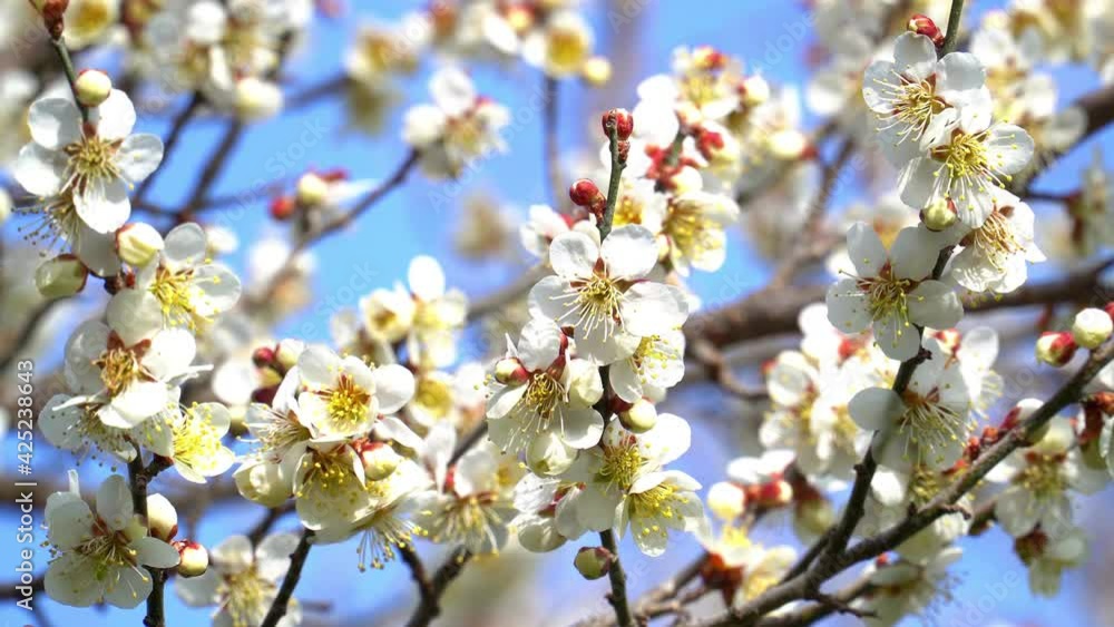 ろうかく梅園に咲く梅の花 ろうかく梅園に咲く梅の花