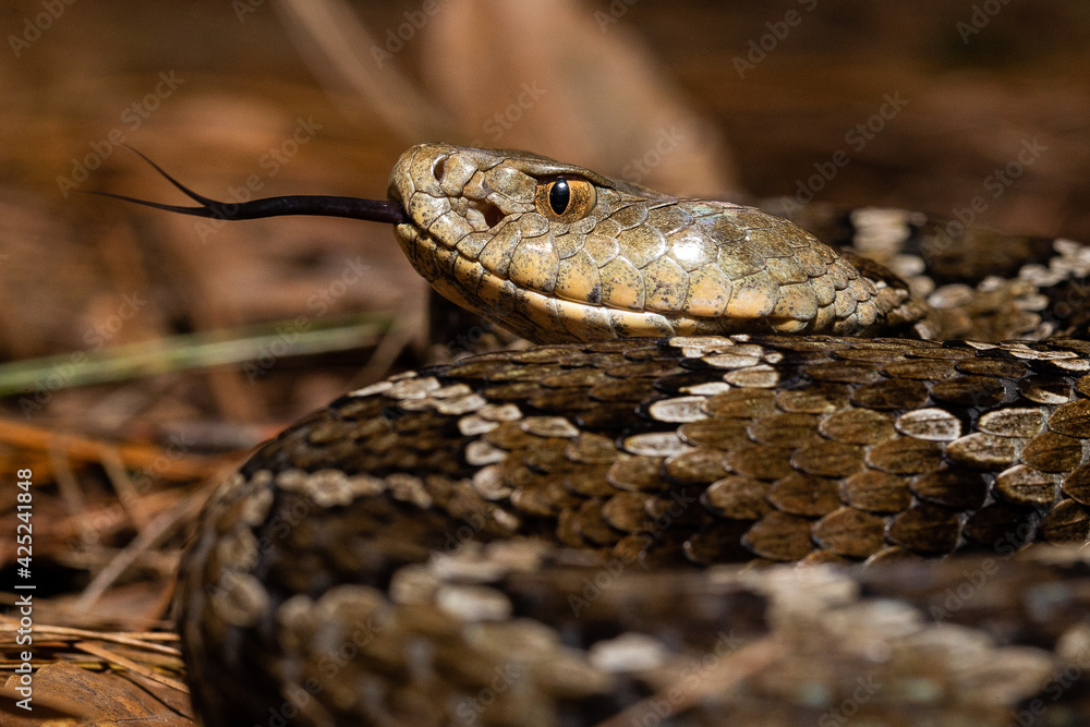 Mexican pigmy rattlesnake Crotalus ravus Mexican pigmy rattlesnake Crotalus ravus