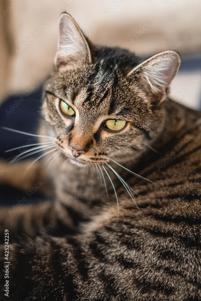 Portrait einer kleine getiegerten Katze mit entspanntem Blick Portrait einer kleine getiegerten Katze mit entspanntem Blick