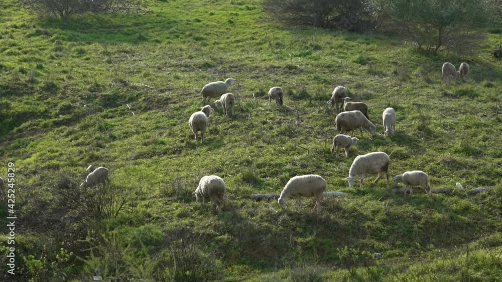 Slowmotion of group herd grazing white sheeps in the pastures near to olive trees at Andalusia, Spain. Spanish lamb grazing the grass a sun day of spring at field.-Dan Slowmotion of group herd grazing white sheeps in the pastures near to olive trees at Andalusia, Spain. Spanish lamb grazing the grass a sun day of spring at field.-Dan