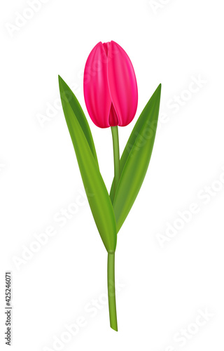 Realistic vector tulip  pink spring flower for design.