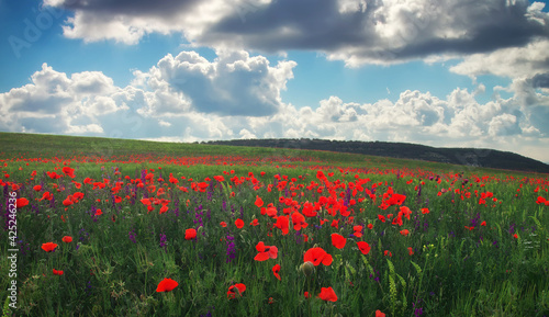Beautiful Spring Landscape. Field with flowers, red poppies.