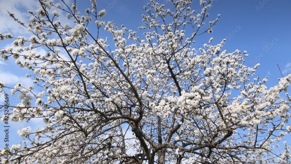 blossoming cherry tree against the blue sky blossoming cherry tree against the blue sky