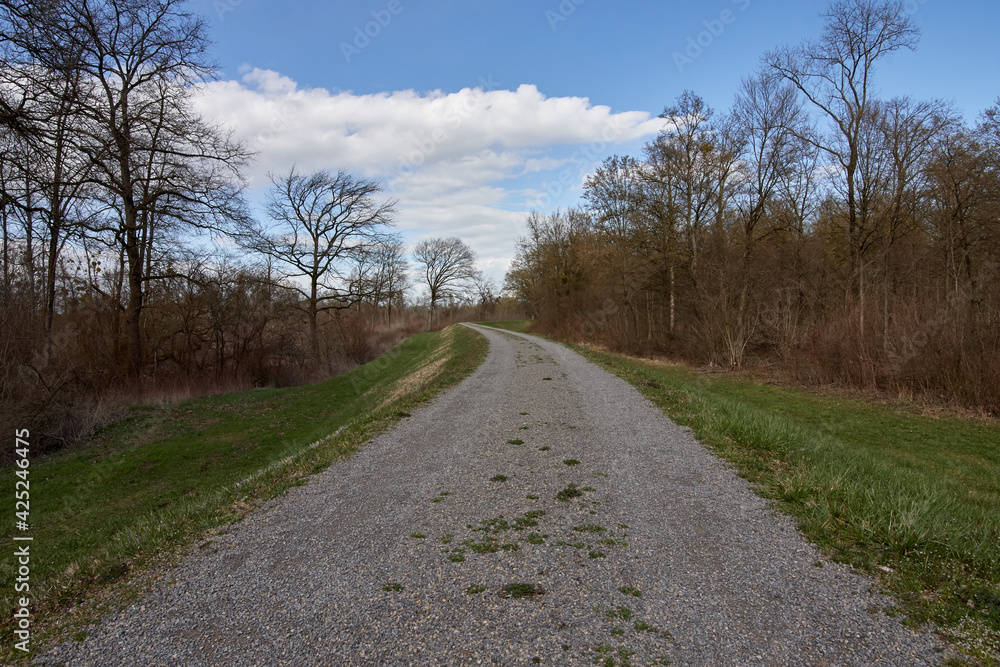 Long gravel road through the forest on a sunny day with blue sky in the Rheinaue wetlands in Plittersdorf, Germany.
