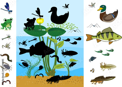 Find the right shade. Educational children matching game with animals living in pond. Ecosystem of pond. Diverse inhabitants of pond