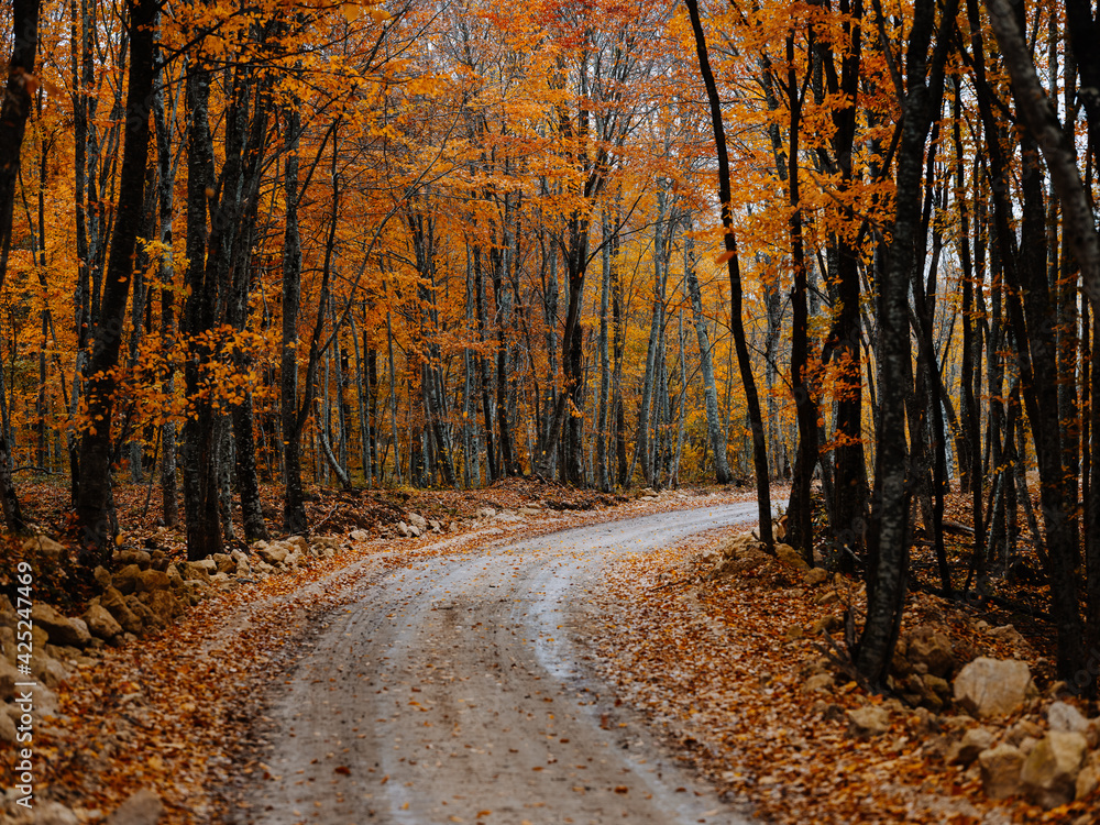 Obraz premium trail of yellow leaves autumn forest fresh air tall trees nature