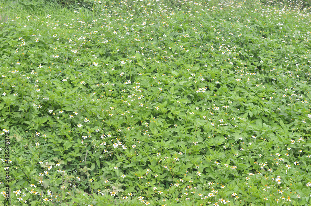 green grass texture green grass texture