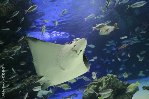 エイ, 水族館, 鮫, 魚, 水中の, 水, 海, 海, イルカ, 青, 動物, めまいがする, アクアリウム, 海の, 自然, 白, 哺乳動物, 礁, 泳ぐこと, 人生, 鮫, 灰色, ひれ, 鯨, 捕食者, トロピカル, 野生生物