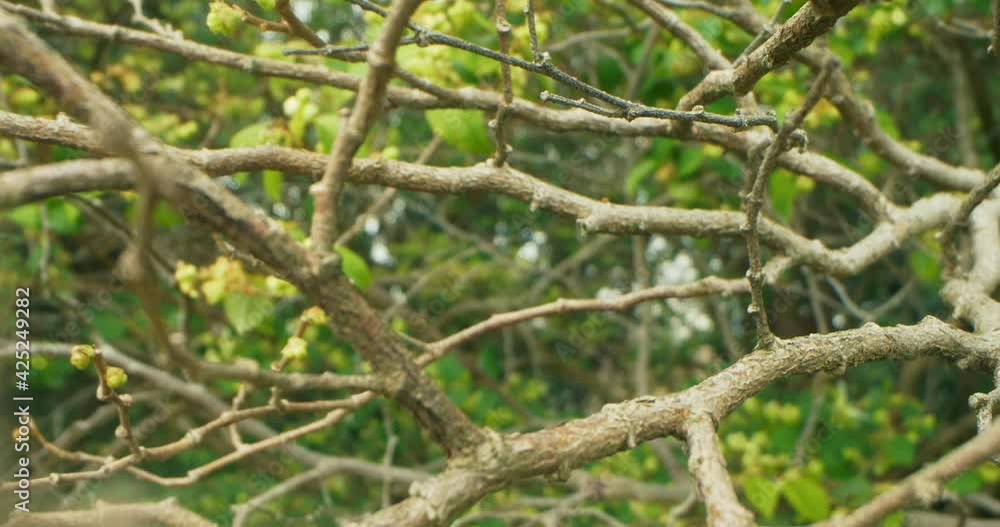 detailed extreme close-up of loropetalum chinese buds on branches. detailed extreme close-up of loropetalum chinese buds on branches.