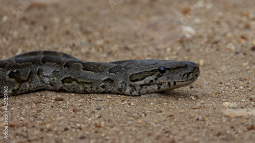 An african rock python in the wild © Jurgens