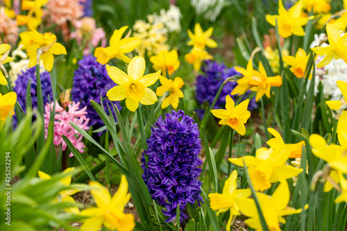 meadow with flowers in spring daffodils and hyacinths