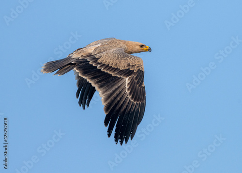 The tawny eagle is a large, long-lived bird of prey. Like all eagles, it belongs to the family Accipitridae. Its heavily feathered legs illustrate it to be a member of the subfamily Aquilinae photo