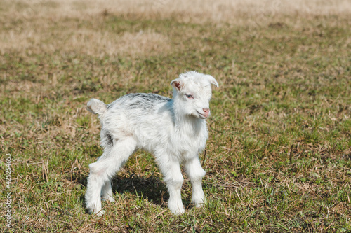 Little funny newborn goatling with white and gray hair in a spring pasture