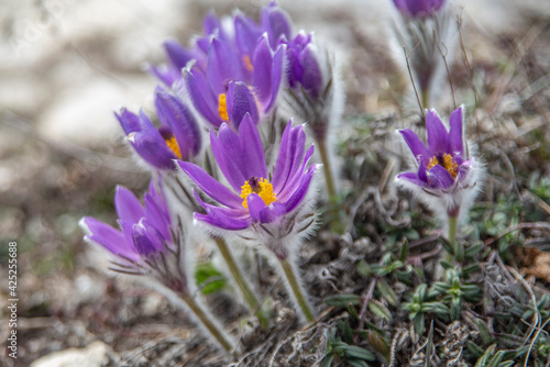 Pasque-flower. Pulsatílla. Lumbago. Dream-grass. Flowers. photo