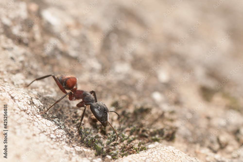 View of Camponotus cruentatus or Carpenter ant on a rocky ground with moss, one of the largest ants in Europe. View of Camponotus cruentatus or Carpenter ant on a rocky ground with moss, one of the largest ants in Europe.