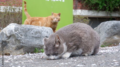 Photography Cats in Seoul Grand Park