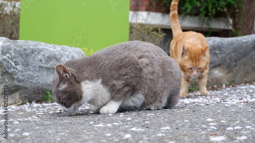 Photography Cats in Seoul Grand Park