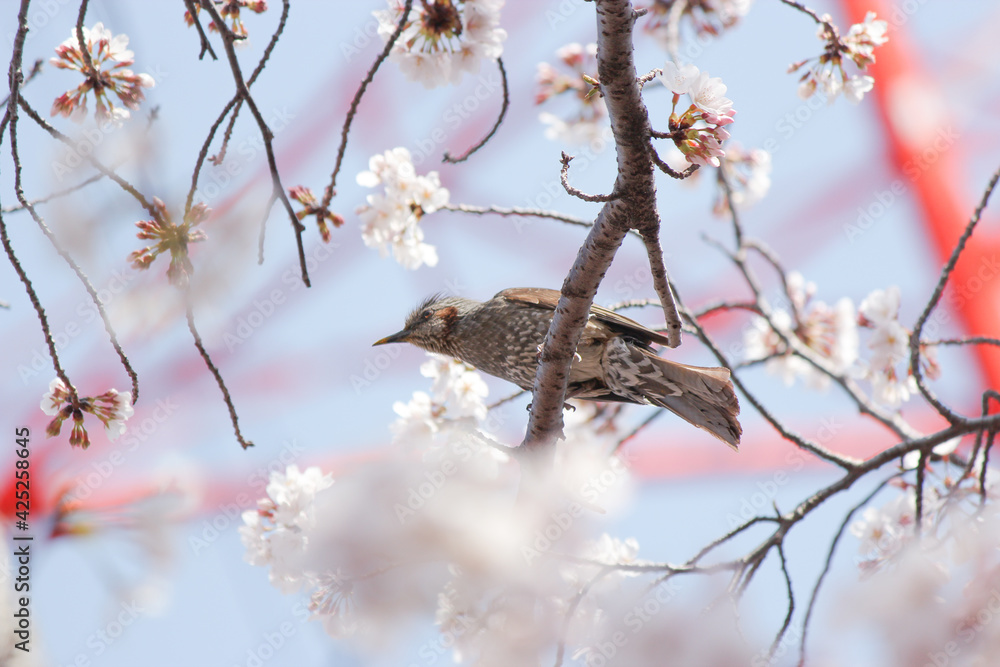 桜と鳥 桜と鳥