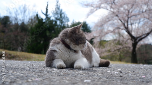 Photography Cats in Seoul Grand Park