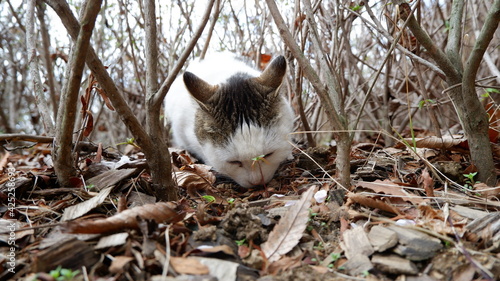 Canvas Print Cats in Seoul Grand Park