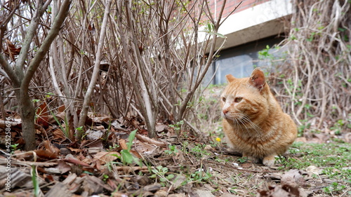 Photography Cats in Seoul Grand Park