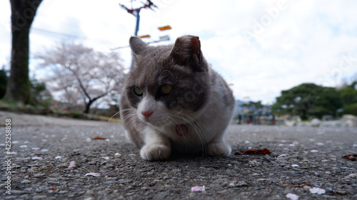 Photography Cats in Seoul Grand Park