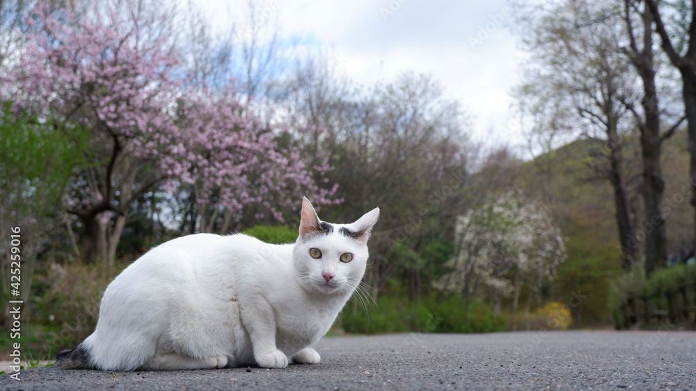 Αυτοκόλλητο Cats in Seoul Grand Park