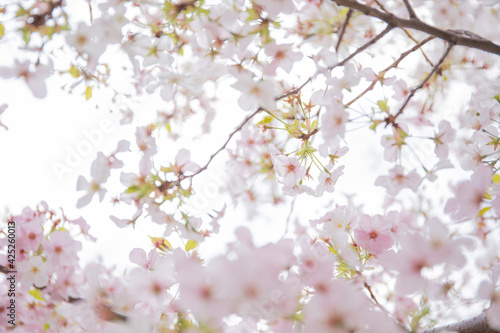 葉桜 © N.