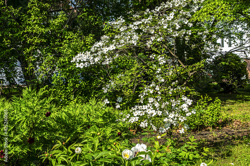Canvas Print Beautiful colorful flowers in early spring growing in the city park