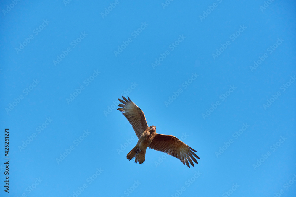 Obraz premium View of view of a Chimango caracara in flight, Patagonia, Argentina