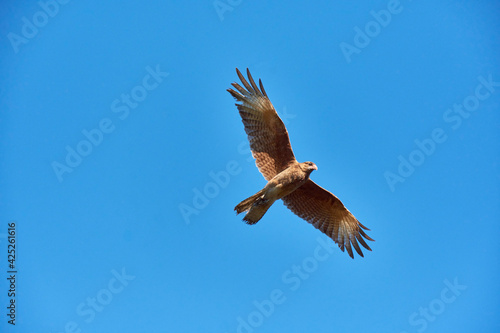 View of view of a Chimango caracara in flight, Patagonia, Argentina