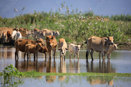 Wallpaper Mural A herd of cows on the water Torontodigital.ca