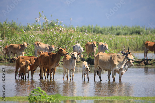 A herd of cows on the water