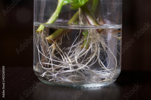 Mint branches in a glass jar. With sprouted roots for potting. Close-up of the roots.