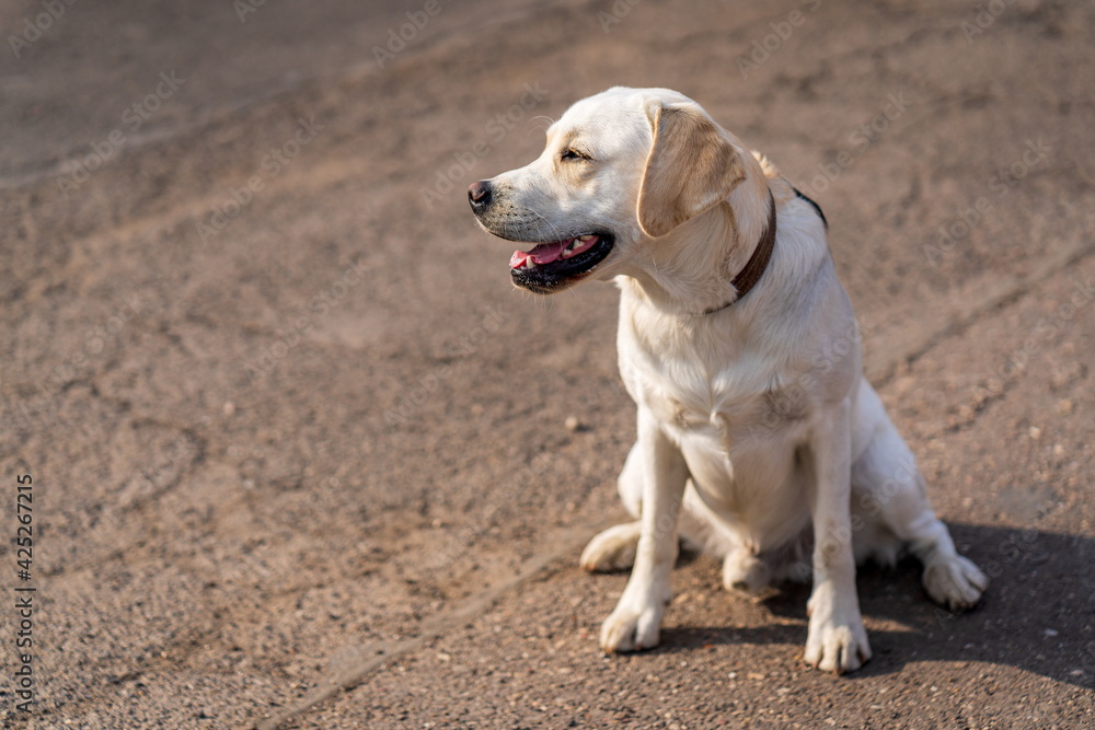 Close up portrait of a dog, Labrador Retriever. Close up portrait of a dog, Labrador Retriever.