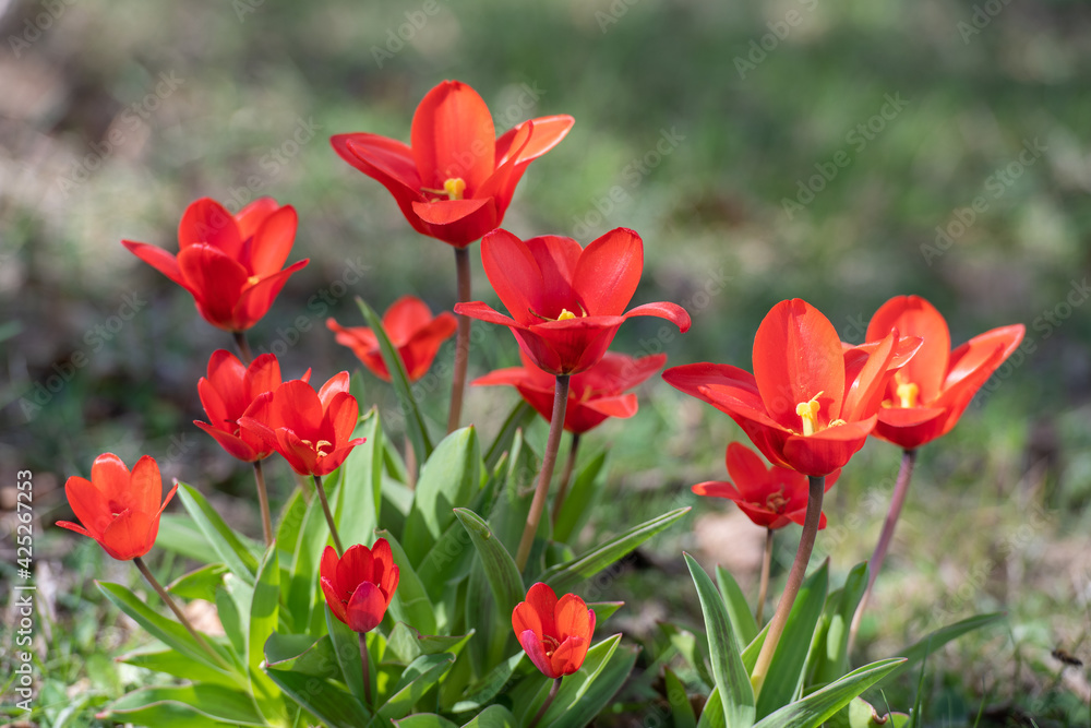 Rot blühende Tulpen im Frühling Rot blühende Tulpen im Frühling
