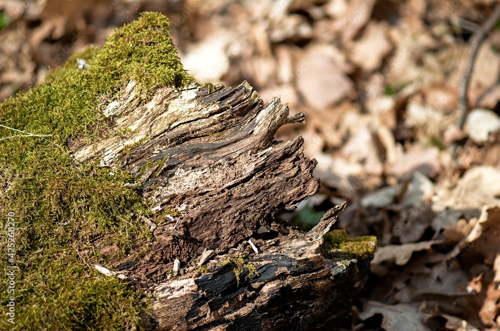 moss on tree moss on tree