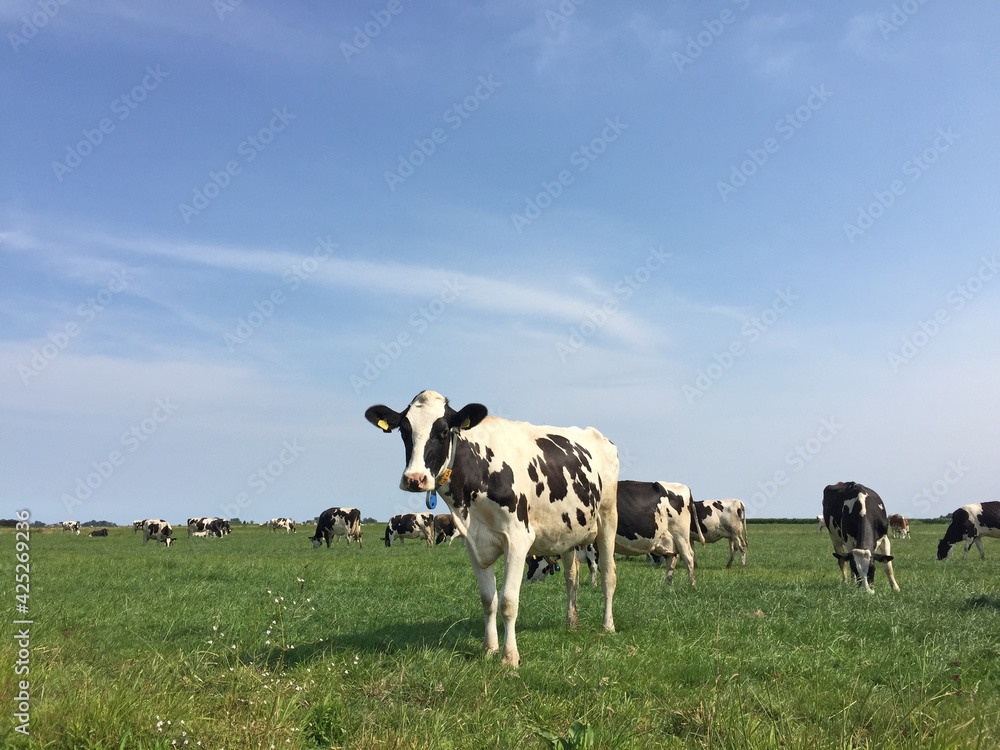cows in Dutch field