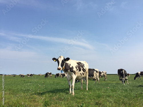 cows in Dutch field