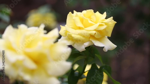 Yellow rose named Duftgold swinging slowly in the wind. Duftgold is a species of Hybrid Tea. photo