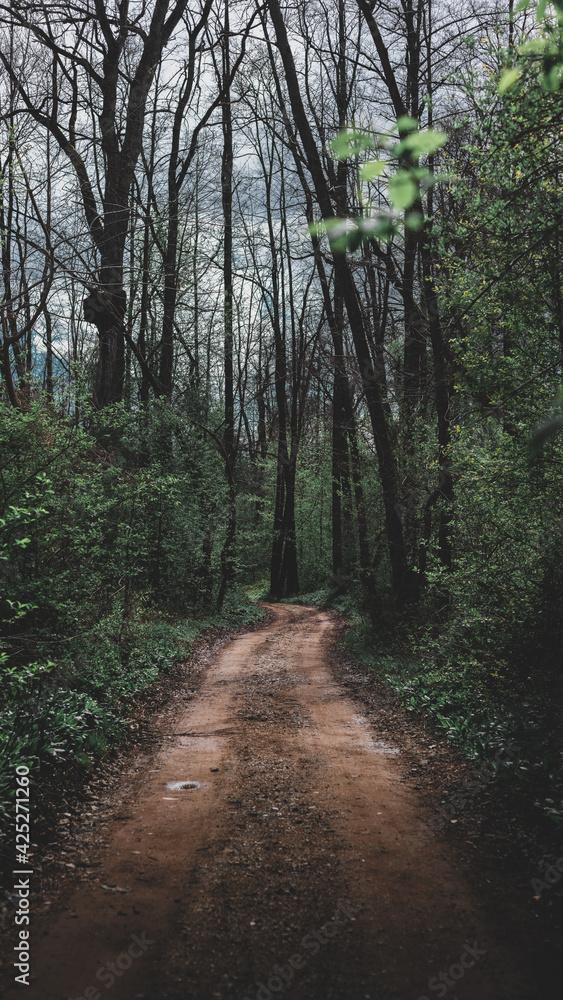 Road through the autumn forest, full of leaves, large trees on the sides. Illuminated moody gravel road Road through the autumn forest, full of leaves, large trees on the sides. Illuminated moody gravel road