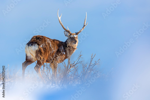 Sika deer in a winter landscape. Winter landscape with a wild animal. Hokkaido in winter. Japanese winter.