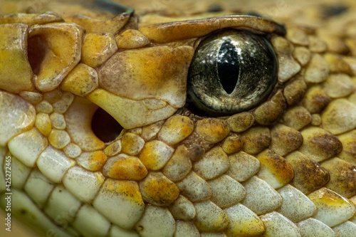 Northwestern Neotropical Rattlesnake Crotalus culminatus eye