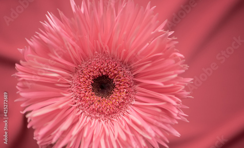 Gerbera pink rosa close up