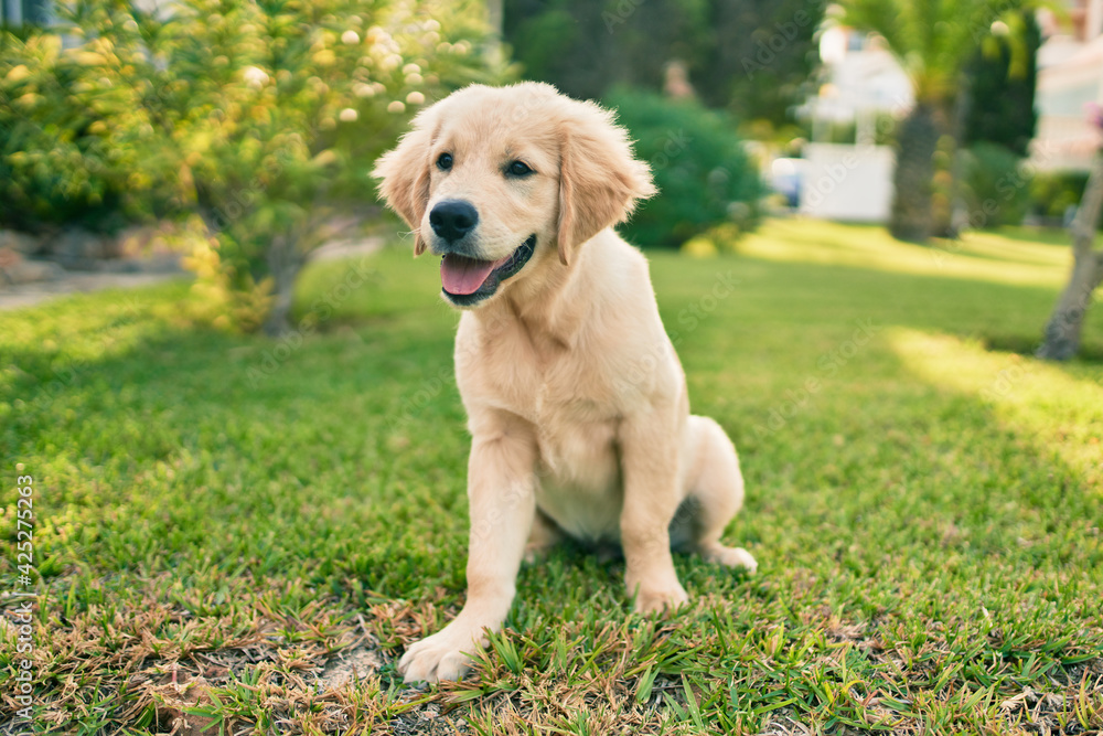 Beautiful and cute golden retriever puppy dog having fun at the park sitting on the green grass. Lovely labrador purebred doggy Beautiful and cute golden retriever puppy dog having fun at the park sitting on the green grass. Lovely labrador purebred doggy