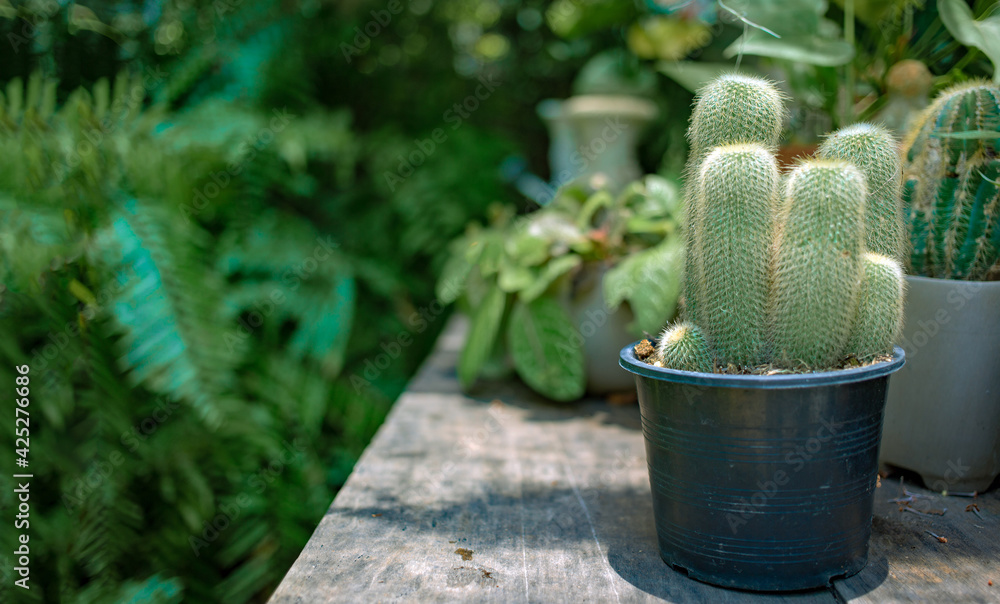 cactus on wood shelf outdoor garden cactus on wood shelf outdoor garden